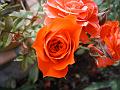 2004_0605_170745