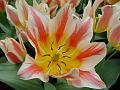 tulipa_greigii_quebec