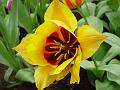 tulipa_greigii_yellow_dawn